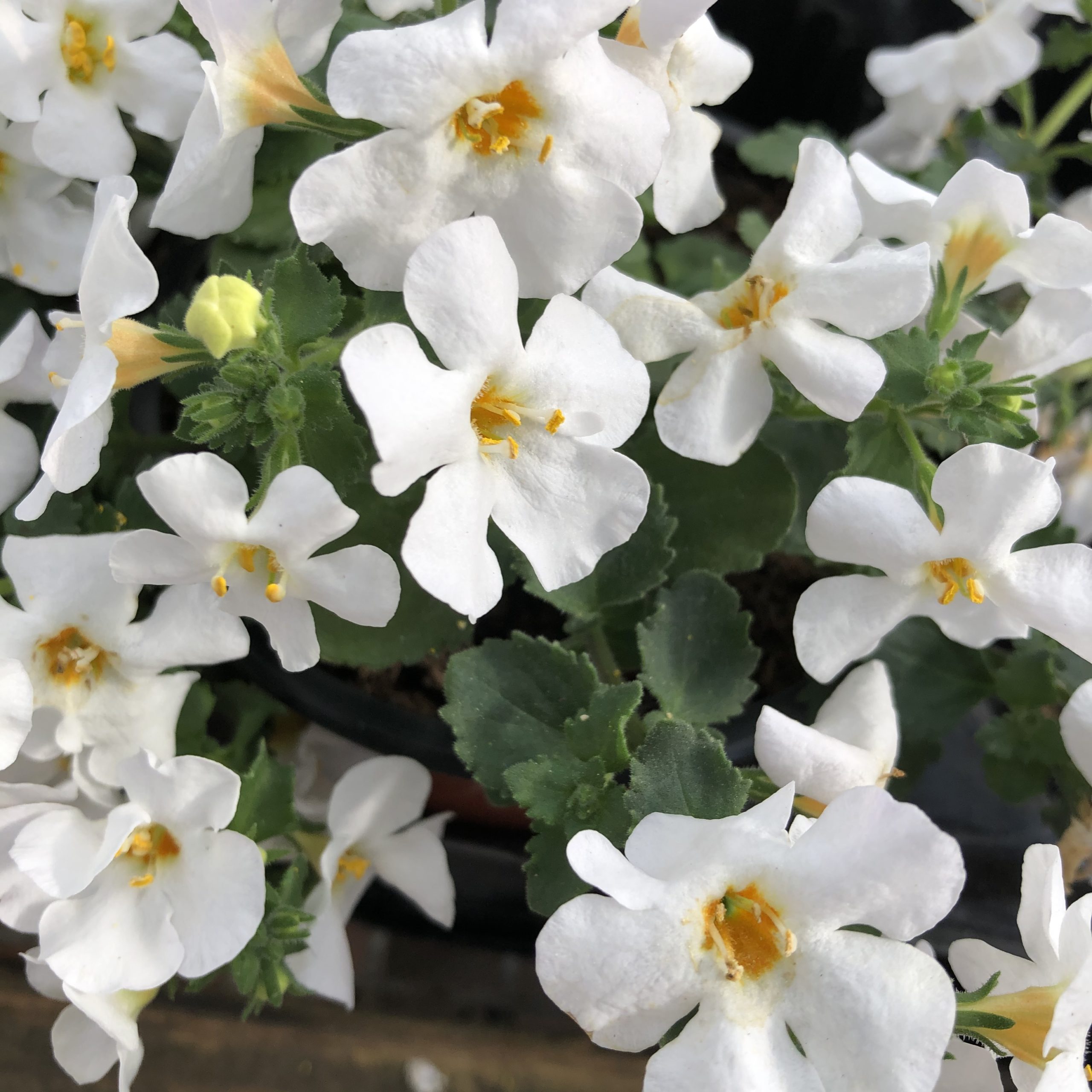 Bacopa Fleurs Blanches Pot 11 cm - Le Jardin du Rudel