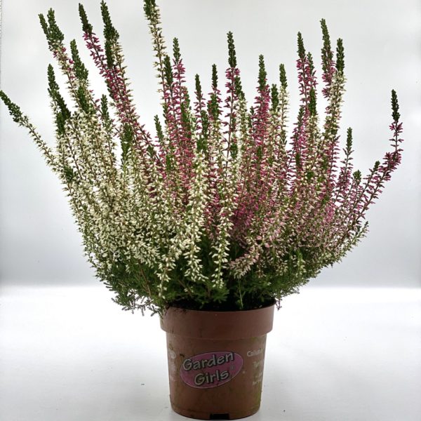 BRUYERE CALLUNA pot 11 cm