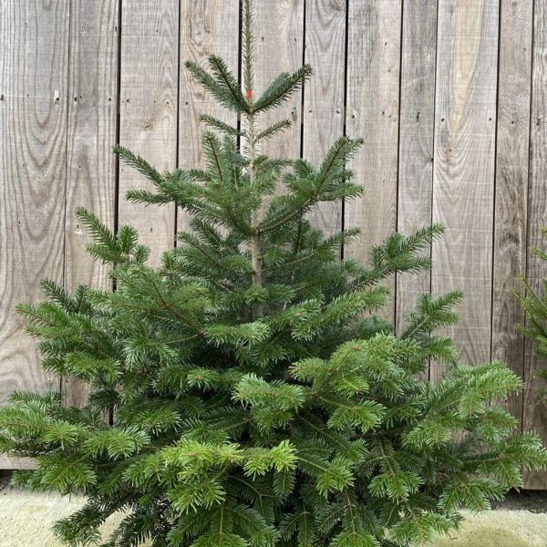 Sapin de Noël Nordmann - 2 m -